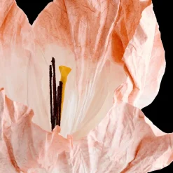 Ygo Bloem LOOK Papier Peach| Woondecoratie