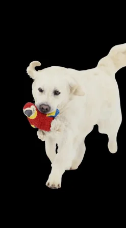 Ygo Speeltje PELUCHE Papegaai Rood| Huisdierspeelgoed