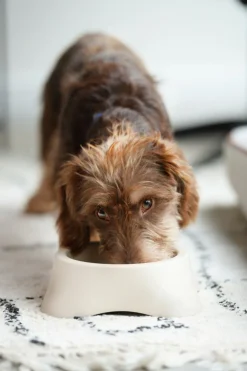 Ygo Voederbak LASSIE Rnd Plst. Beige M| Voederbakken