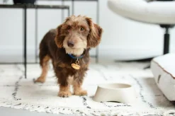 Ygo Voederbak LASSIE Rnd Plst. Beige L| Voederbakken